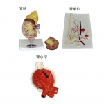 腎臟、腎單位、腎小球放大模型