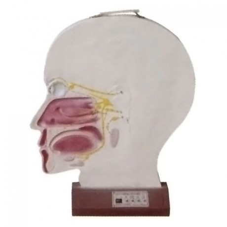 腦部副交感電動模型， 大腦神經(jīng)模型 ，腦部神經(jīng)系統(tǒng)模型