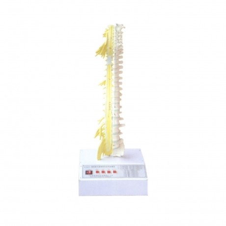脊柱骨與脊神經(jīng)的關(guān)系電動(dòng)模型