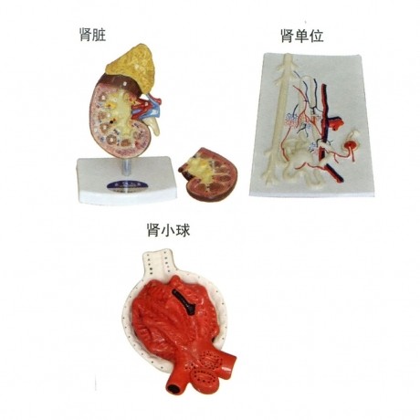 腎臟、腎單位、腎小球放大模型
