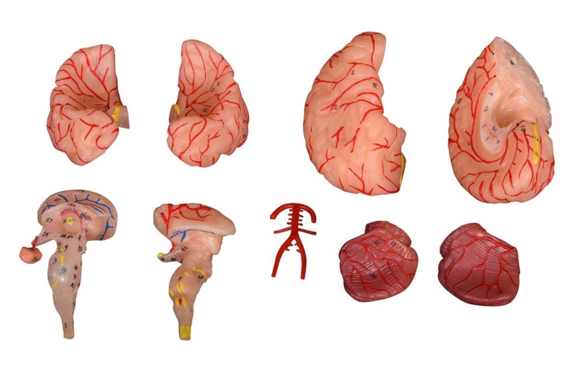 帶動(dòng)脈腦模型 9 部分