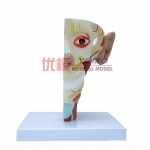 神經腦模型